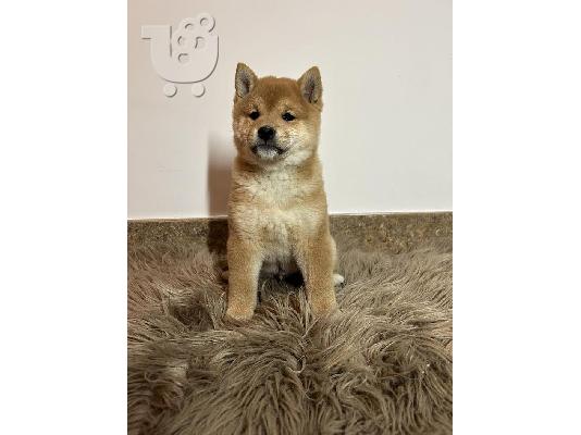 Κουτάβια Shiba Inu